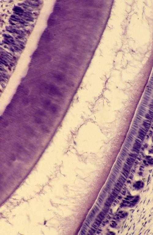 Teeth - rat nasal region 3