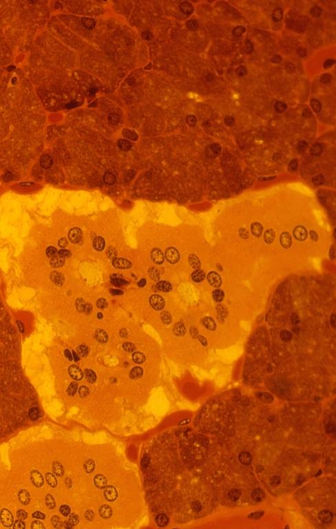 Glands - monkey parotid gland 2