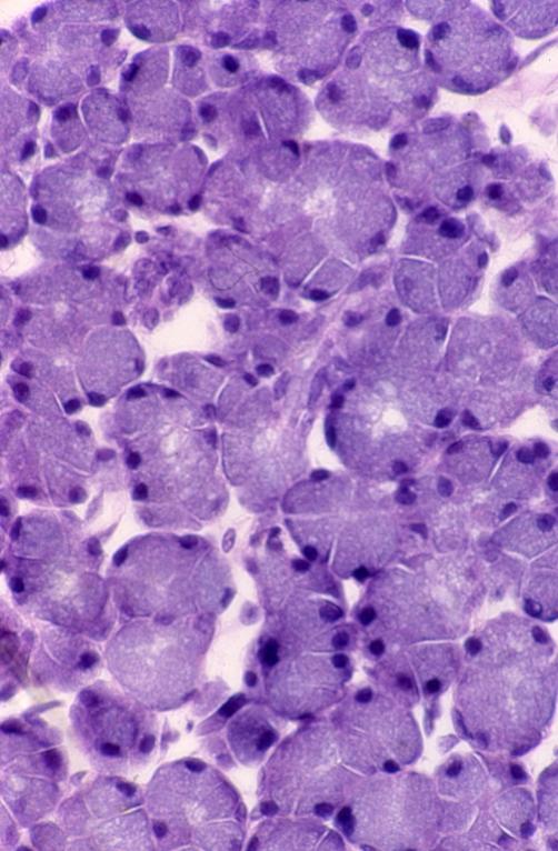 Glands - parotid gland 2