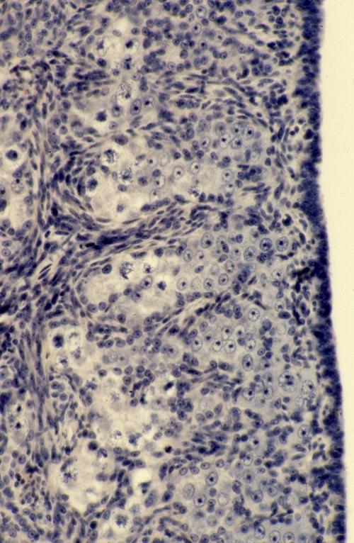 Reproduction - kitten ovary 1